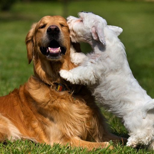 Paradise Pet Resort and Spa Offers boarding grooming in Huntsville AL