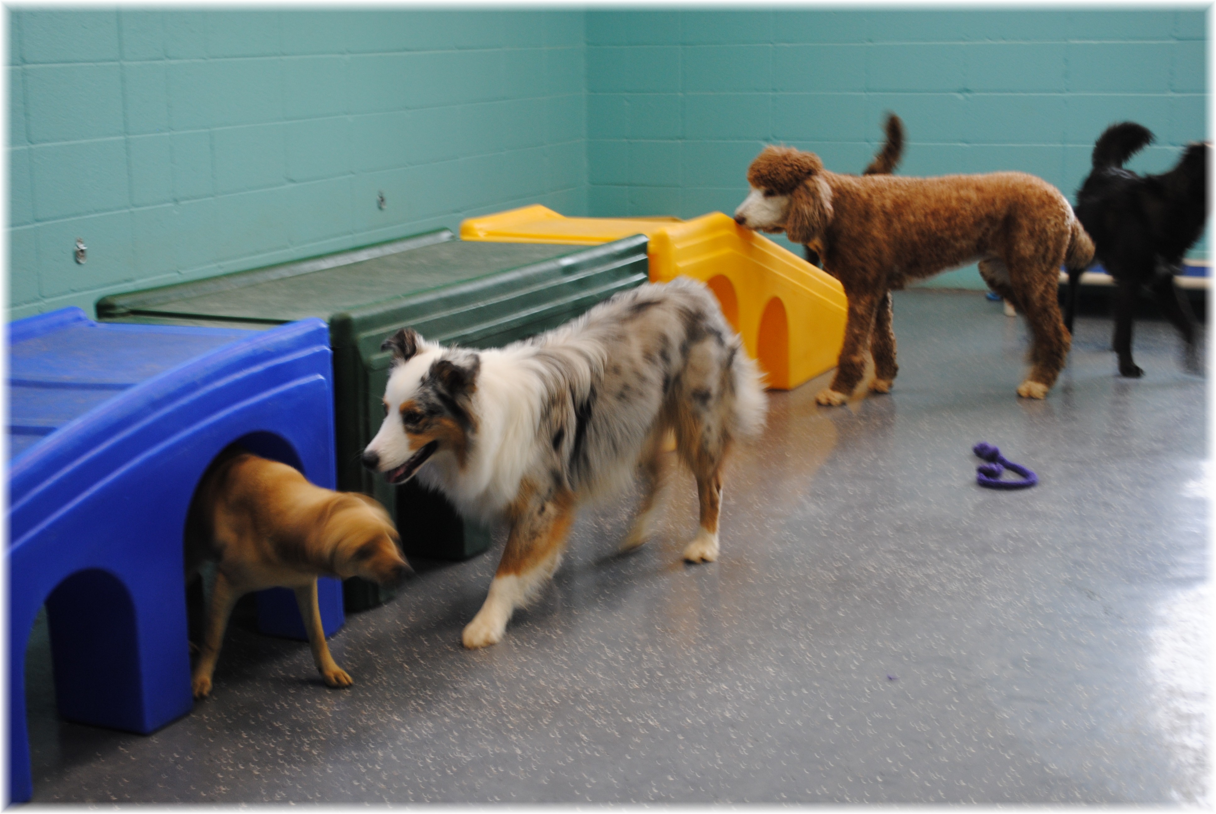 dog-daycare-5 – Paradise Pet Resort & Spa