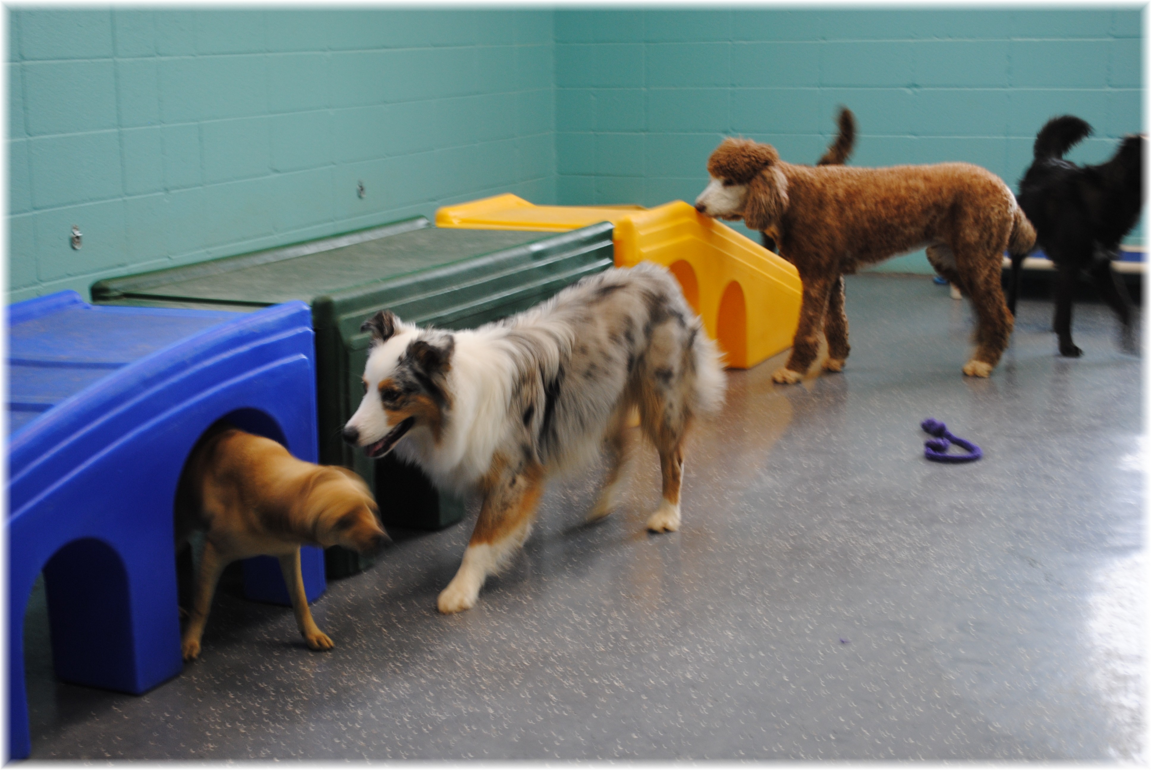 Dog Daycare 5 Paradise Pet Resort Spa